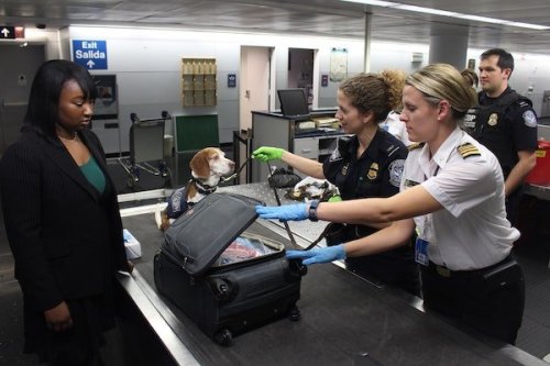 Dog at TSA security