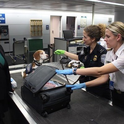 Dog at TSA security